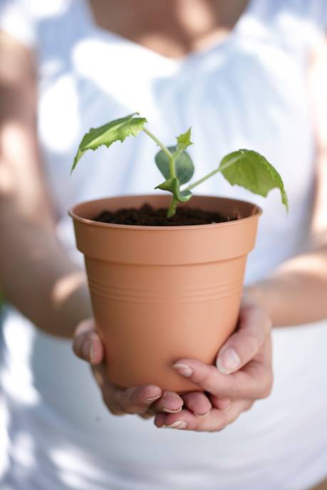 green basics anzuchttopf 40cm mild terra